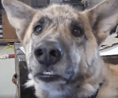 Hilarious! Watch What Happens When Owner Tells Dog He Ate the Meat in the Fridge