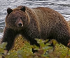 Archaeology Discovery: Bear Bone Found in Ireland 'Adds New Chapter to Human History'