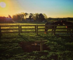 Joey+Rory's Last Album Remains on Top of Charts as Rory Shares Photo of Joey's Grave for Fans