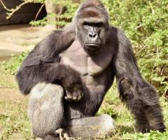 NFL Star Ben Watson Says Cincinnati Zoo Was Right to Kill Gorilla Harambe