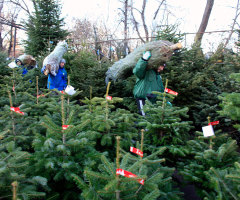 British Teen Pays for College by Selling 1,500 Christmas Trees He Started Growing at Age 9