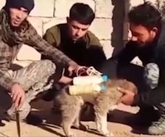 ISIS Strapping Suicide Bombs on Puppies in Desperate Fight for Land, Video Shows