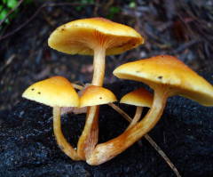 Christian Ministers to Use 'Magic Mushrooms' for 'Religious Experience' for Johns Hopkins Study