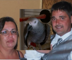 Jury Convicts Woman of Husband's Murder After Pet Parrot Recalls Voice Screaming 'Don't Shoot'