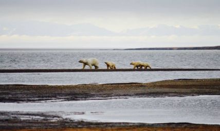 Alaska Refuge Under Threat for Oil Drilling: Christians Must Protect God's Creation