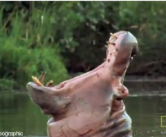 Visit Fiona, the Premature Baby Hippo