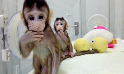 Monkey Clones: Harbingers of Things to Come?