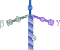 The Laminin's Cross-Shape Does Not Make the Case for the Christian Faith