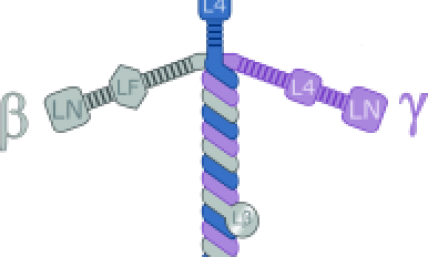 The Laminin's Cross-Shape Does Not Make the Case for the Christian Faith