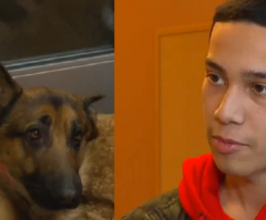 'Hero' Dog Takes 3 Bullets While Defending Life of 16-Y-O Owner During Home Invasion and Survives