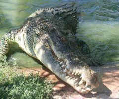 Pastor Killed by Crocodile During Mass Baptism