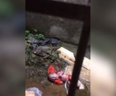 Newborn Baby Girl Thrown Into Filthy Courtyard Over 6-Foot Wall in China (VIDEO)