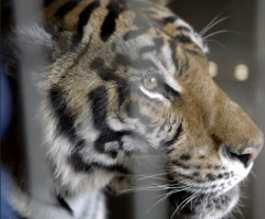 Samaritan's Purse receives PETA award for airlifting starving tiger and lion