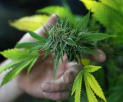 Pot addicts OK, legitimate chronic pain sufferers in need of opioids not