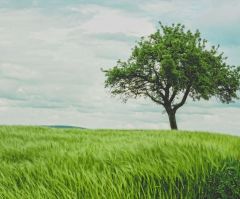 Seeing the Bible through the trees