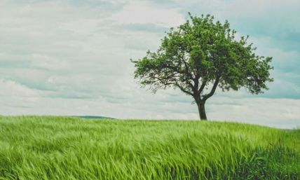 Seeing the Bible through the trees