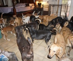 Woman shelters 97 dogs from Hurricane Dorian, people donate over $95K to help 