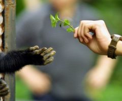 New study shows 60% spike in class time devoted to evolution in last 12 years