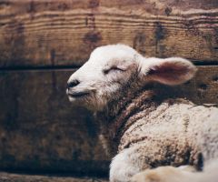 What does it mean for Jesus to be our 'Good Shepherd'? 