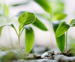 6 spiritual ingredients that foster Christian growth 