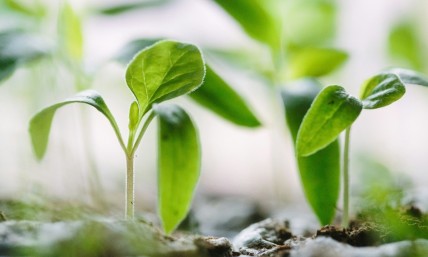 6 spiritual ingredients that foster Christian growth 