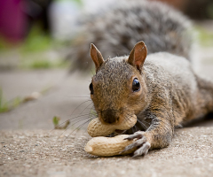 'Justice for Peanut': 5 reactions to killing of celebrity squirrel seized by New York authorities 