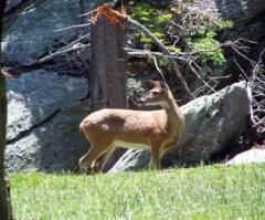 As The Deer Pants For Streams Of Water