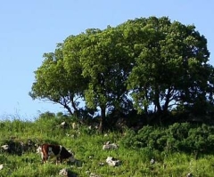 Golan Heights (Biblical Bashan) - Galilee & North