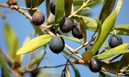 You Were Grafted Into a Cultivated Olive Tree