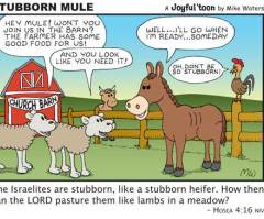 Stubborn Mule