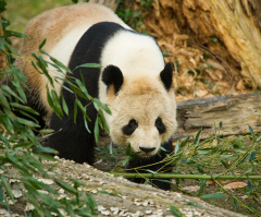 Giant Panda Cub Dies at National Zoo; Mom Made 'Distress' Call