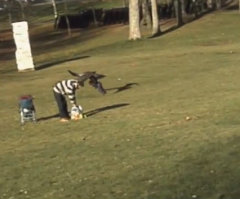 'Eagle Grabs Baby' a Fake YouTube Video?