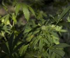 Pot and Psychosis: Researchers Find Possible Link in Adolescent Marijuana Use