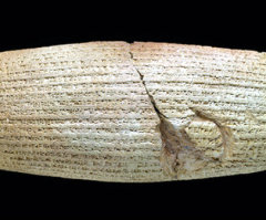 Cyrus Cylinder Confirming Biblical Account of Persian King to Tour US